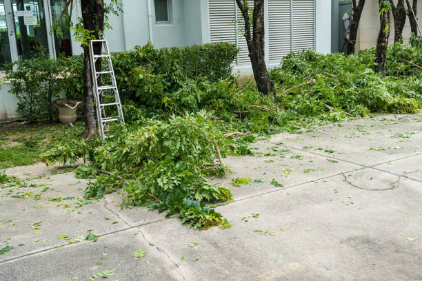 Best Tree Pruning Services  in Napa, CA